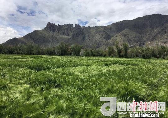 2017年西藏青稞總產(chǎn)量達(dá)到79萬(wàn)噸，占糧食總產(chǎn)量的77%。圖為西藏青稞?！⊥跤窳?攝