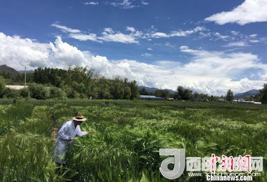 西藏與9家國(guó)家重點(diǎn)實(shí)驗(yàn)室合力促青稞增產(chǎn)、牦牛育肥