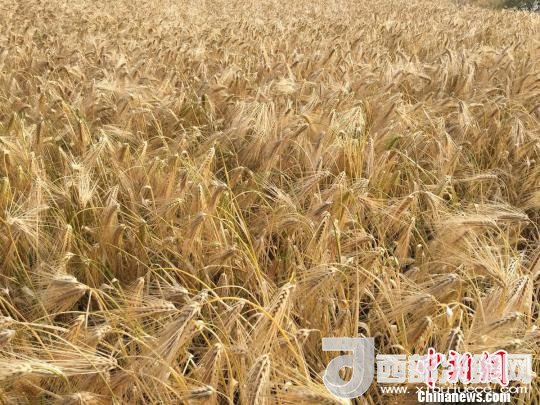 2017年西藏青稞種植面積達(dá)210多萬(wàn)畝，占糧食播種面積的75%。圖為成熟期的青稞?！⊥跤窳?攝