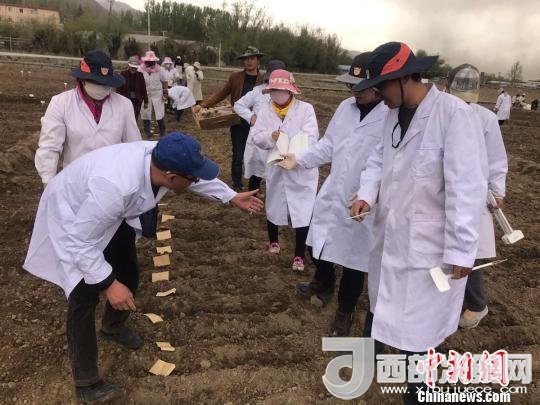 圖為研究員實(shí)地調(diào)研青稞生長(zhǎng)土壤。　王玉林 攝