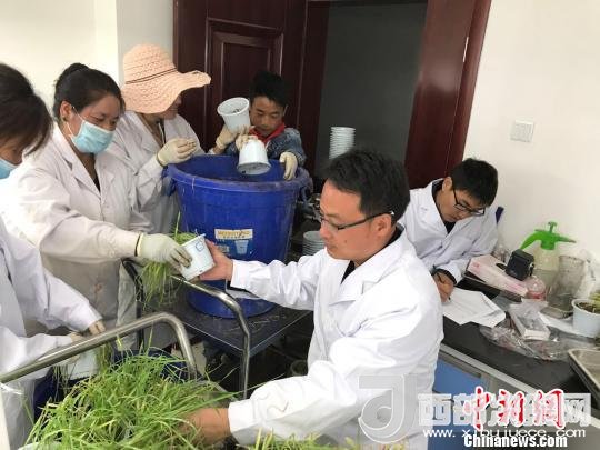 圖為研究員正在調(diào)查青稞感染白粉病情況。　王玉林 攝