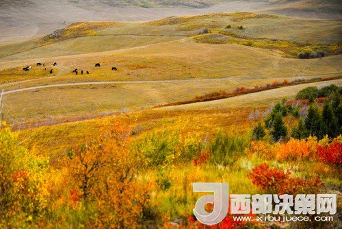 錫林郭勒草原國(guó)家級(jí)自然保護(hù)區(qū)。吳勇攝