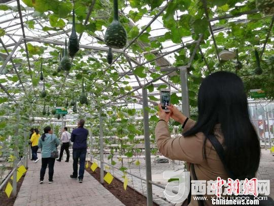 山西省郵政管理局積極推動(dòng)“一市一品”農(nóng)特產(chǎn)品進(jìn)城項(xiàng)目。 資料圖 楊杰英 攝
