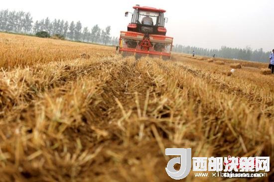 資料圖：收割機(jī)進(jìn)行機(jī)械化收割。<a target='_blank'  data-cke-saved- >中新社</a>記者 王中舉 攝