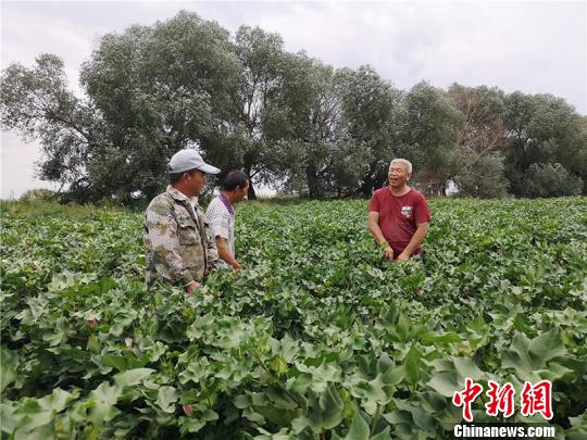 遠改忠在棉花地里為連隊職工分享種植經(jīng)驗?！“叉陆?攝
