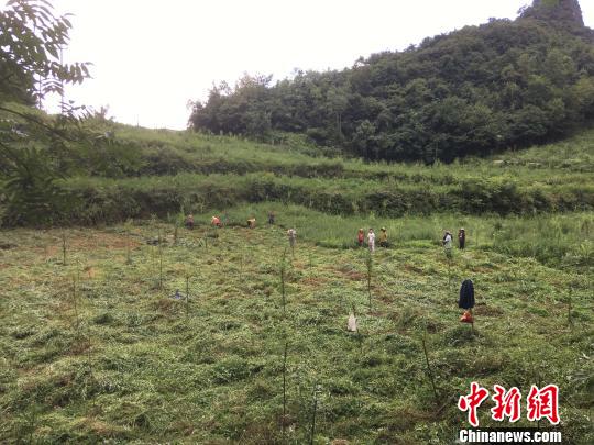 貴州同威生物科技有限公司天麻種植基地?！≈軏?攝