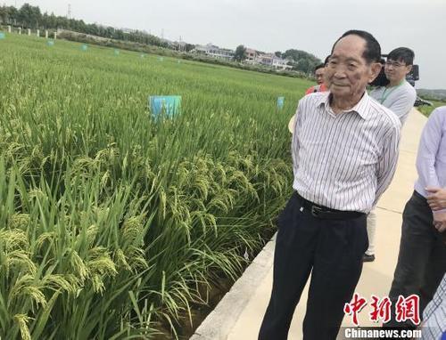 資料圖：袁隆平正在田間察看水稻生長(zhǎng)情況。 唐小晴 攝